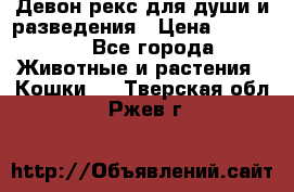 Девон рекс для души и разведения › Цена ­ 20 000 - Все города Животные и растения » Кошки   . Тверская обл.,Ржев г.